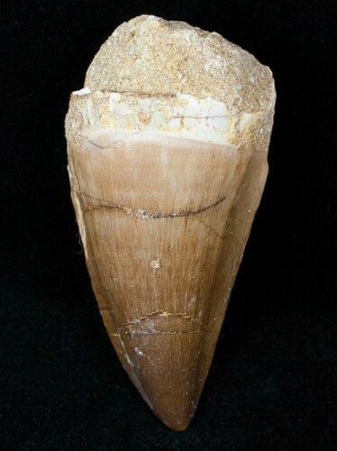 Mosasaur (Prognathodon) Tooth #12436